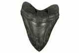 Serrated, Fossil Megalodon Tooth - South Carolina #186039-1